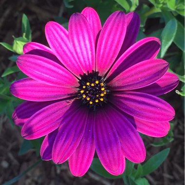 African Daisy