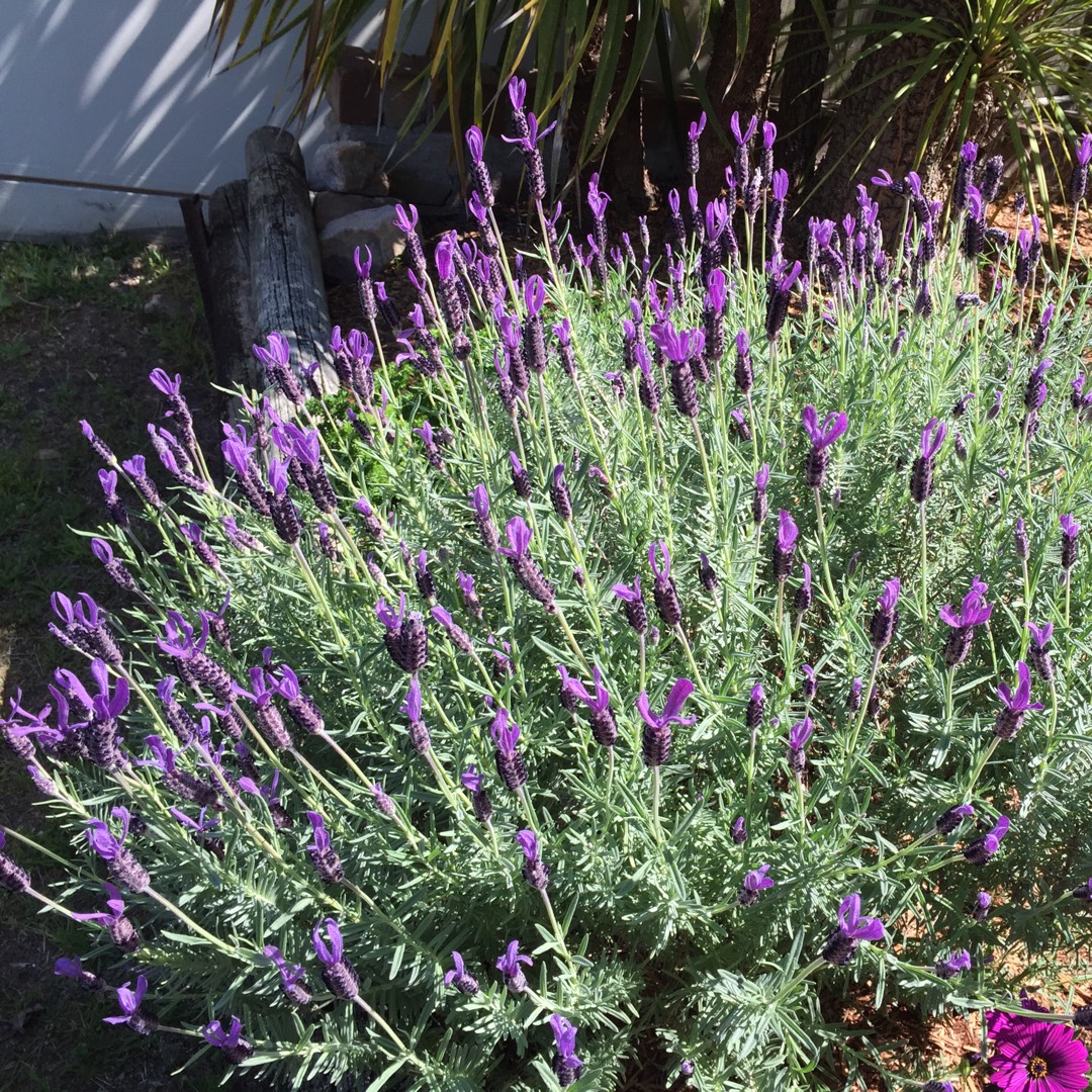 Lavender (Species) Lavender stoechas