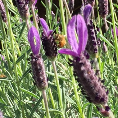 Lavender (Species) Lavender stoechas