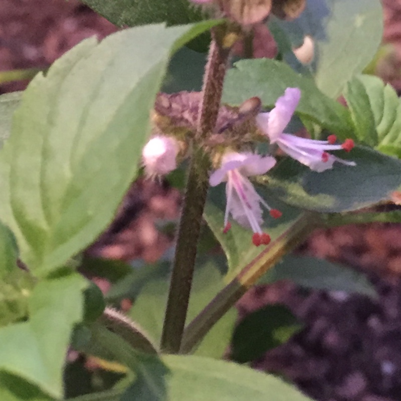 Wild Basil