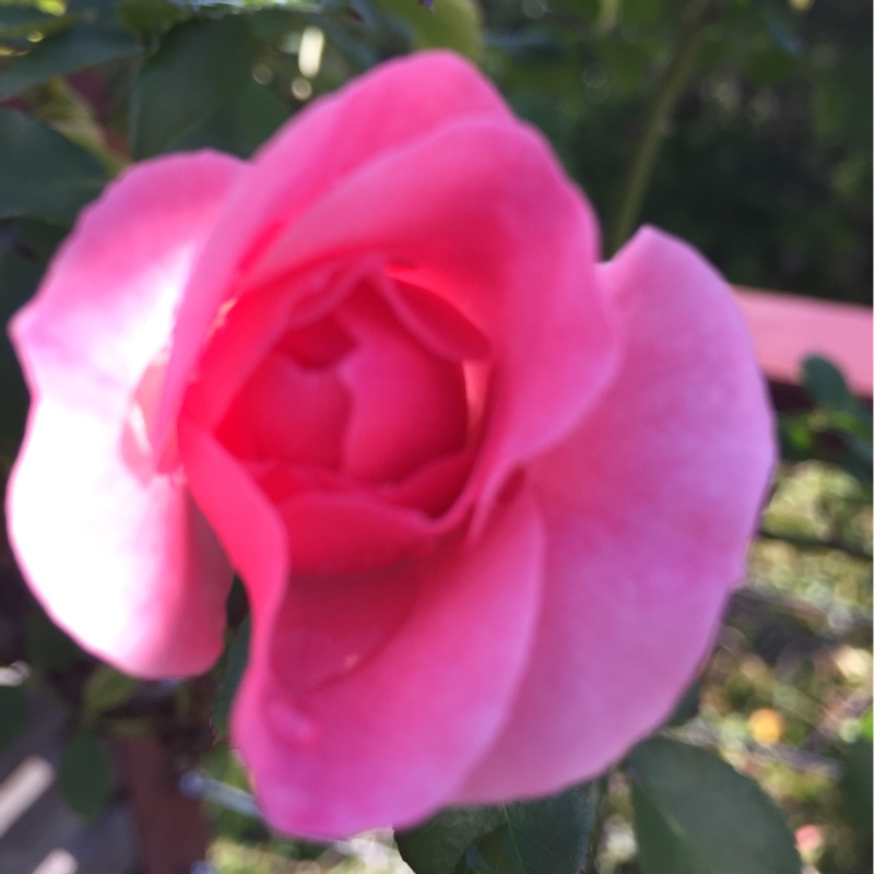 Rose 'Bonica'