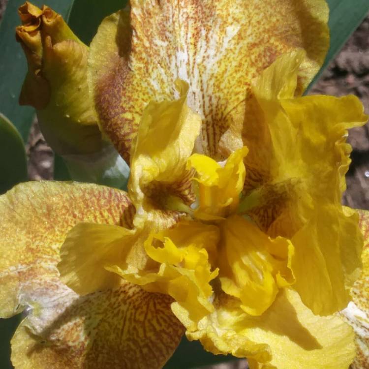 plant image 685255