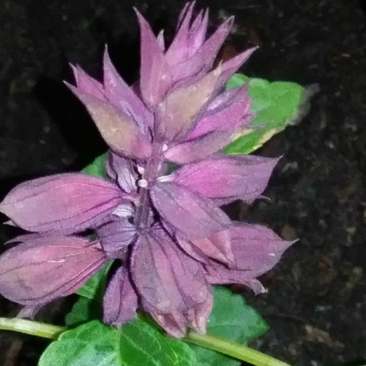 plant image 685654