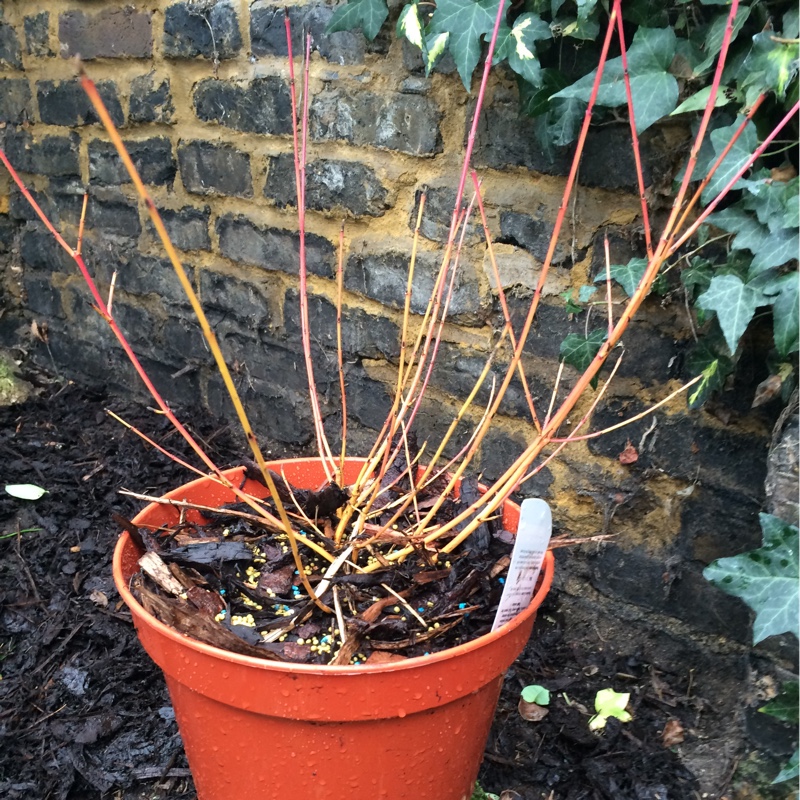 Plant image Cornus sanguinea
