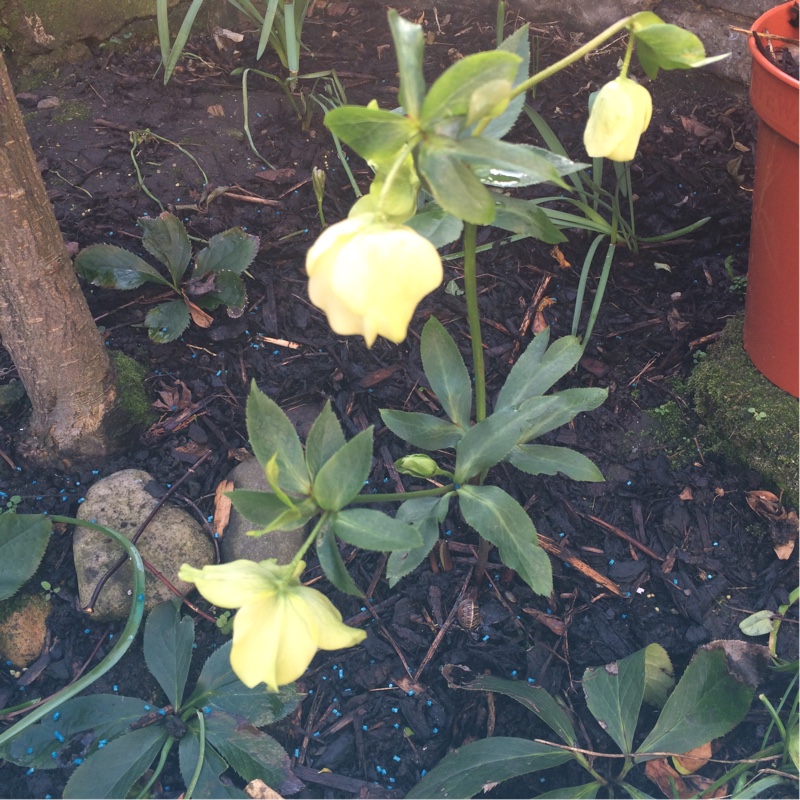 Hellebore (Species) Lenten Rose