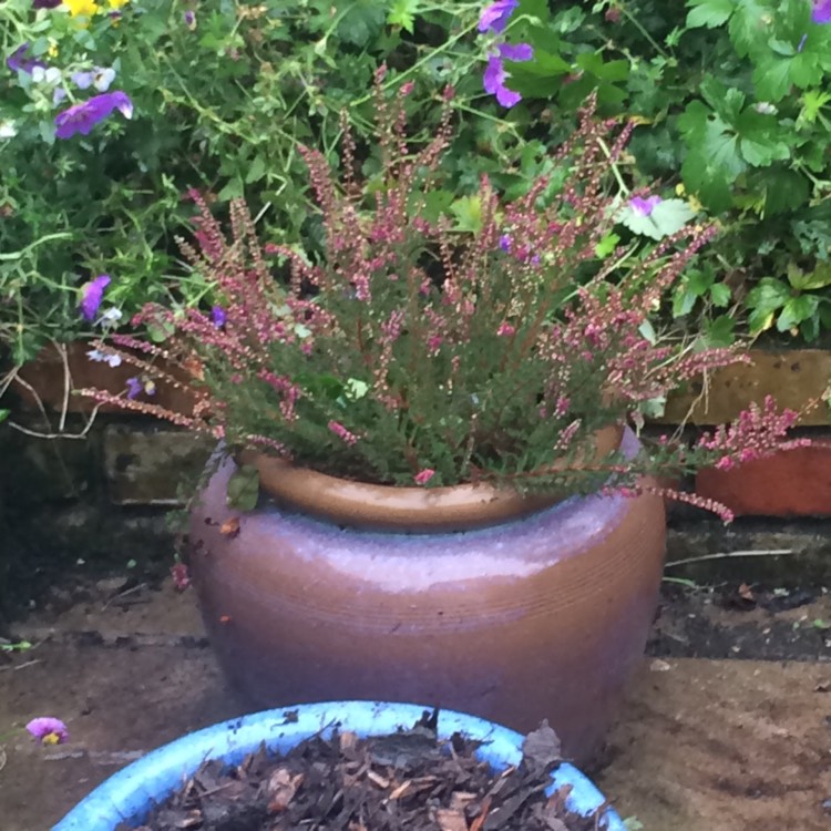 Plant image Erica x darleyensis f. aureifolia 'Eva Gold'