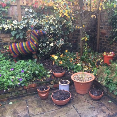 Anna's garden