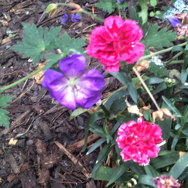 Plant image Dianthus 'Oscar Purple Wings'