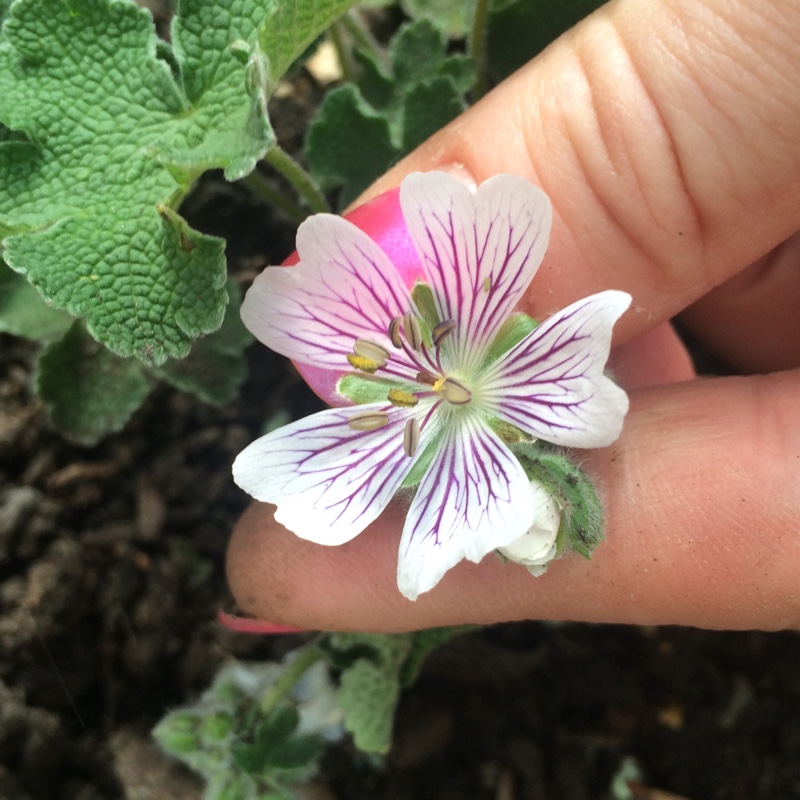 plant image 5096