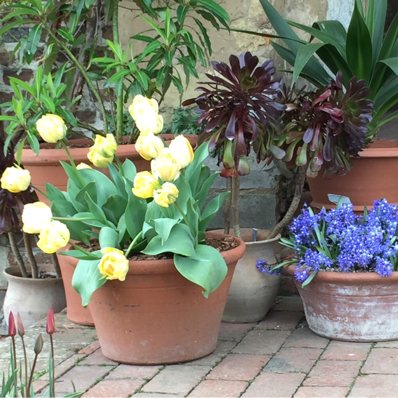 Anna's garden