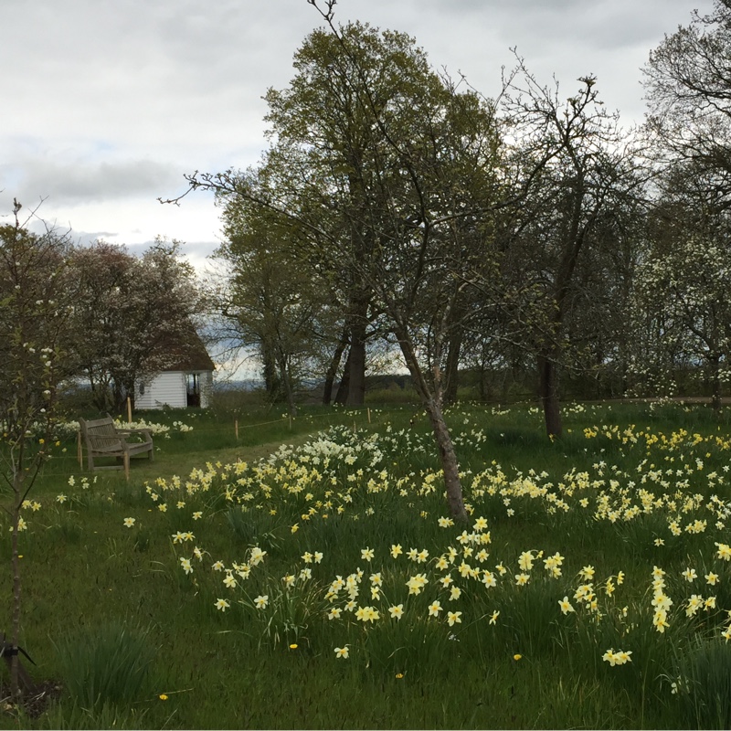 Anna's garden