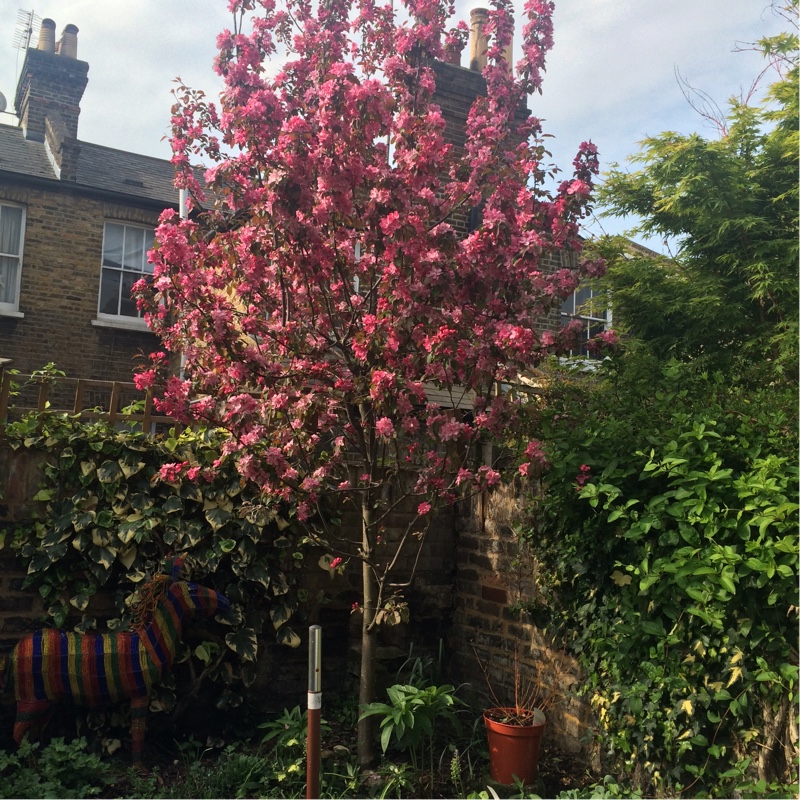 Crab Apple 'Rudolph'