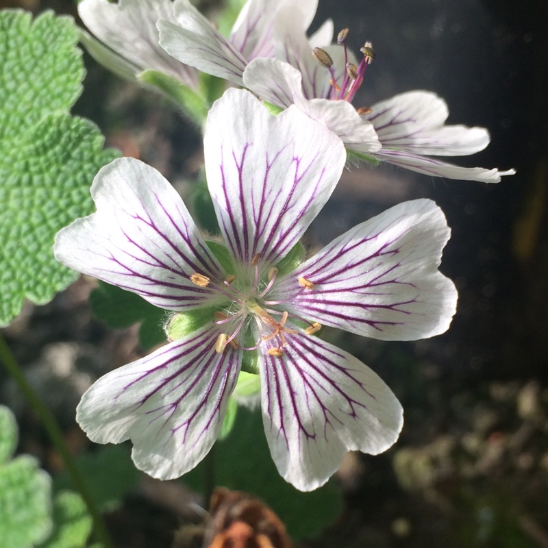 Renard's Cranesbill