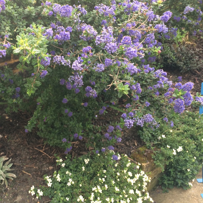 Ceanothus 'Dark Star'