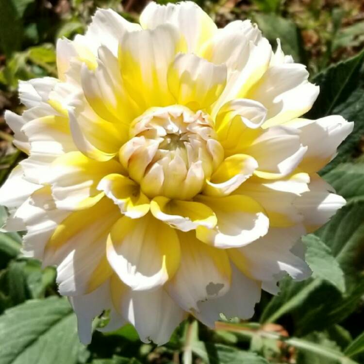 Plant image Dahlia 'American Dawn'