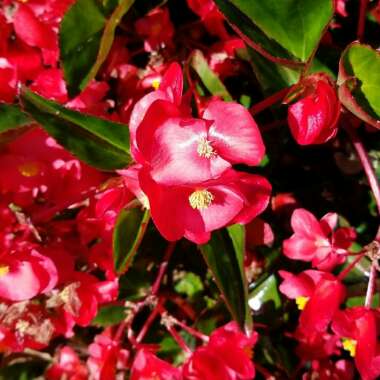 Joyceann's garden