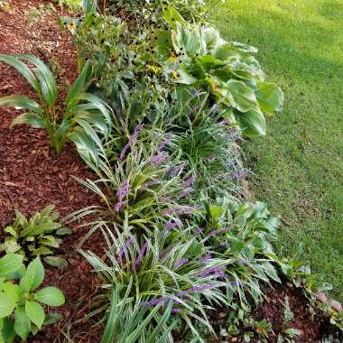 Joyceann's garden