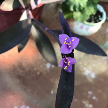 Joyceann's garden