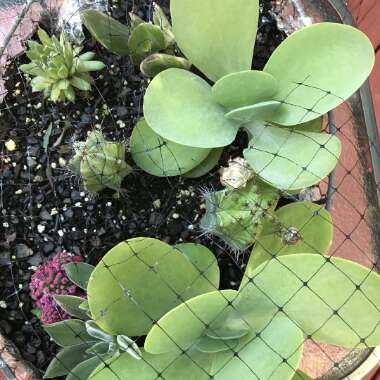 Joyceann's garden