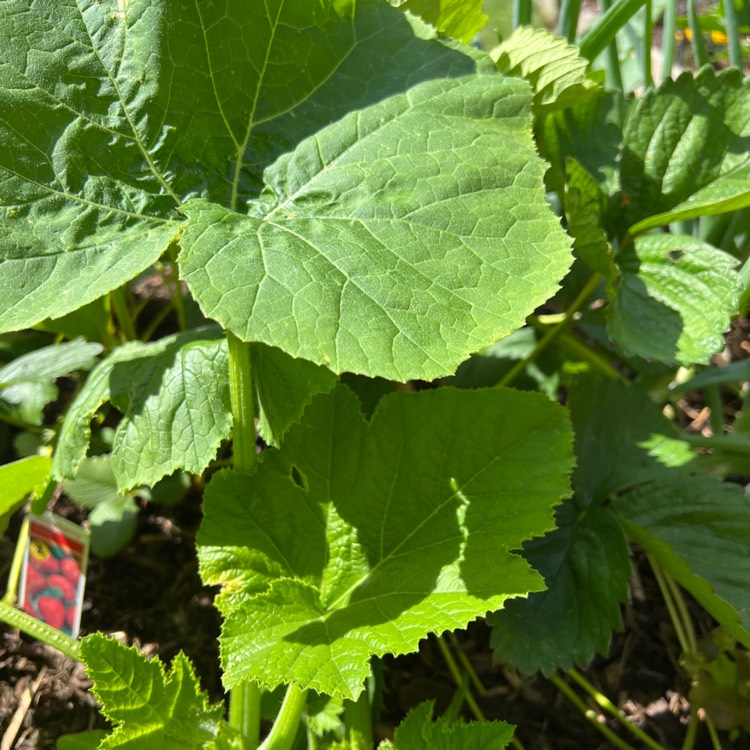 plant image 1608454
