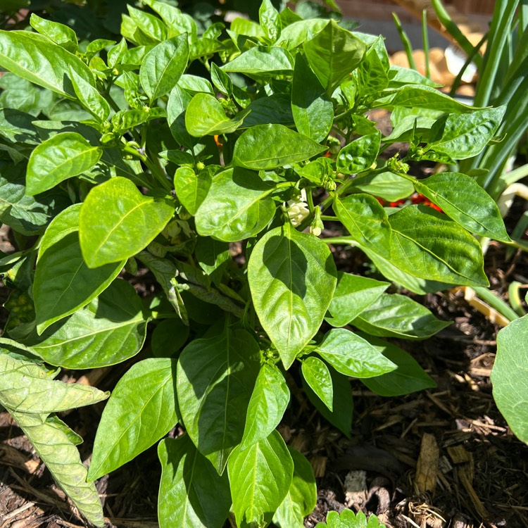 plant image 1608455