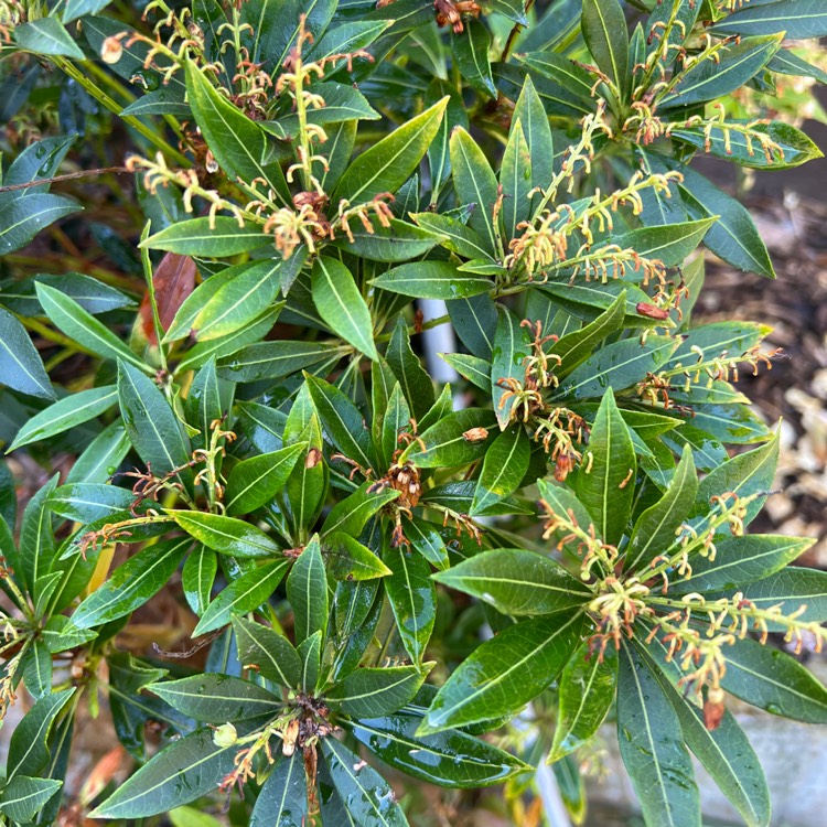 plant image 1608709