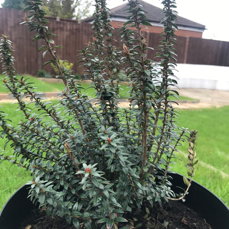 Plant image Myrtus communis subsp. tarentina syn.Myrtus communis 'Jenny Reitenbach'; Myrtus communis 'Microphylla'