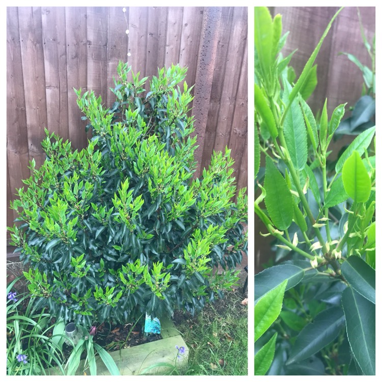 Plant image Prunus lusitanica 'Angustifolia'