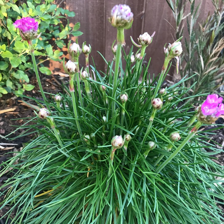 Plant image Armeria maritima 'Armada Rose'