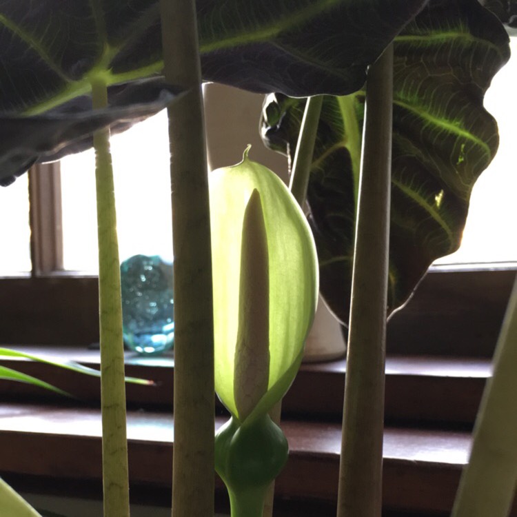 plant image 765075 plant image 765075