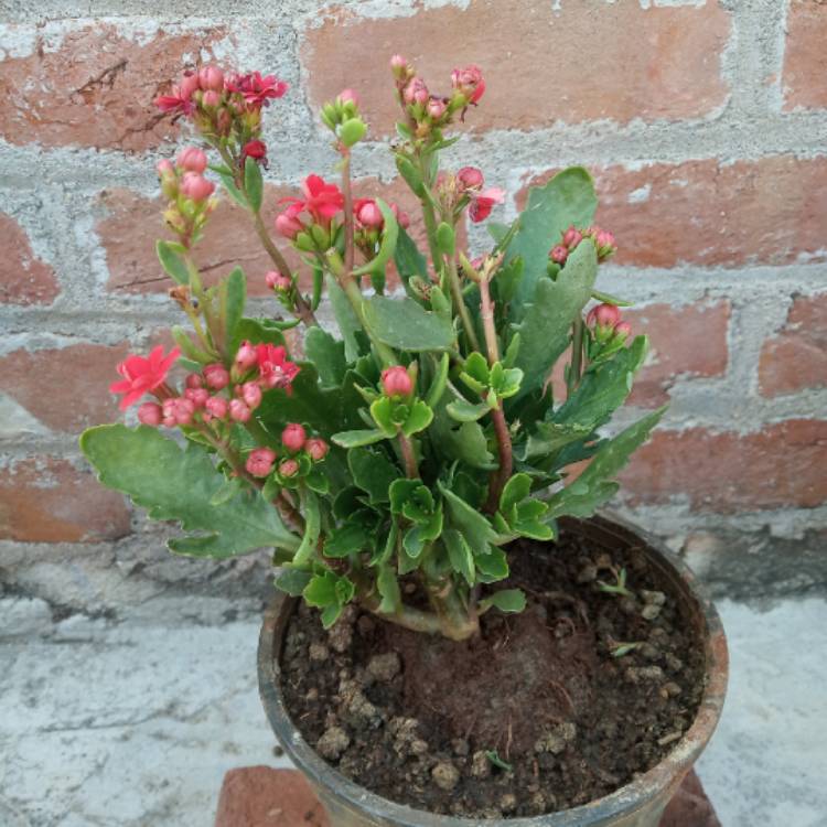 Plant image Kalanchoe blossfeldiana 'Calandiva Pink'