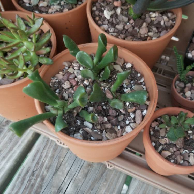 plant image 1151434 plant image 1151434