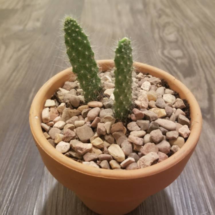plant image 1156782