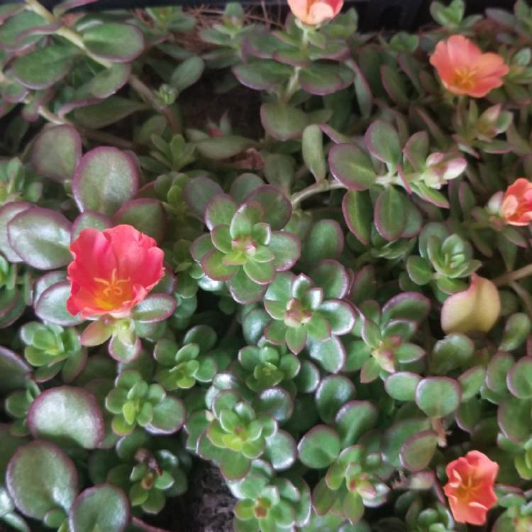 Plant image Portulaca hybrid 'Balriorg' Rio™ Orange, (Rio™ Series) PP17241 'Balriorg' Rio Orange