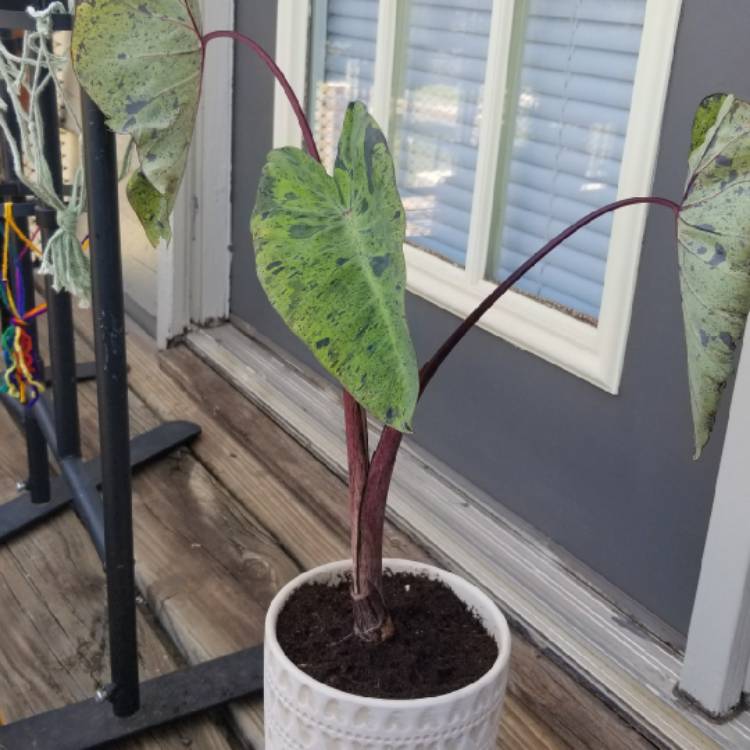 plant image 1328673