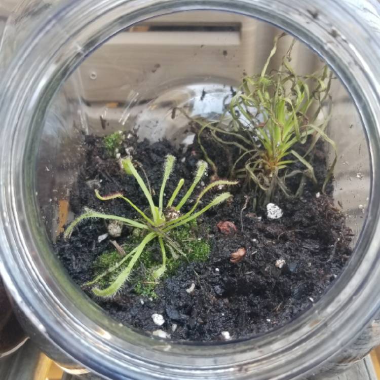plant image 1328677