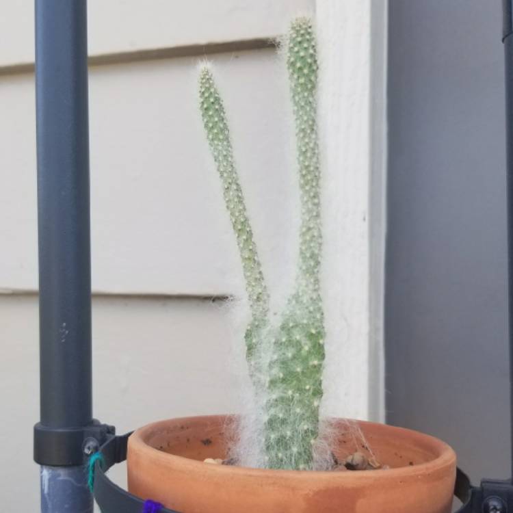 plant image 1328795