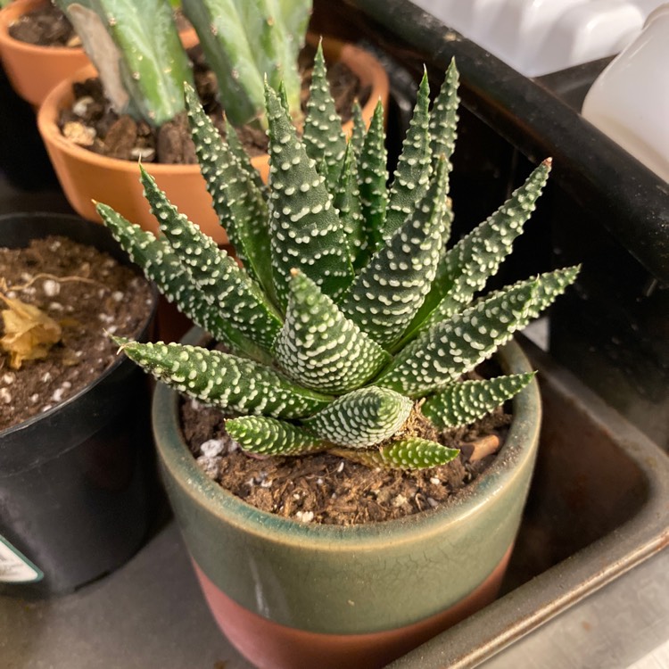 Plant image Haworthia Fasciata ‘Royal Albert'