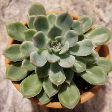 Echeveria Alfred