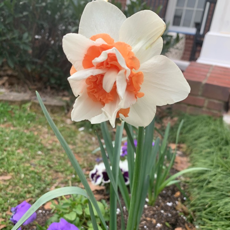 plant image 1243792