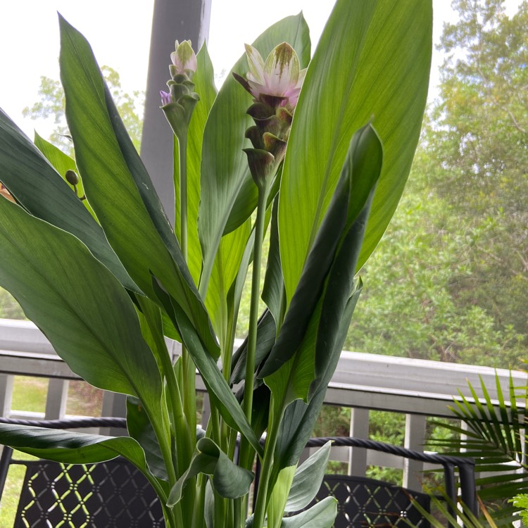 plant image 1361018