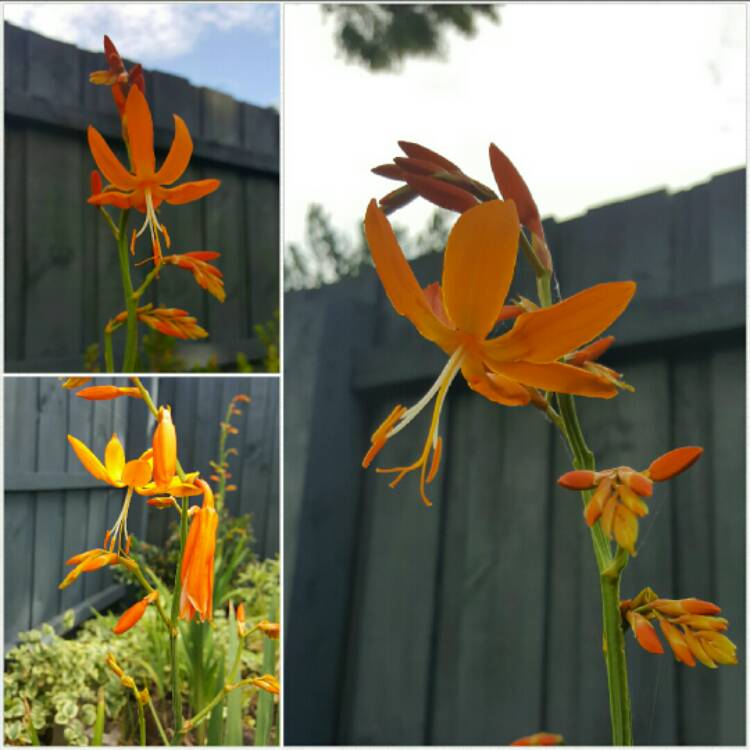 plant image 310060