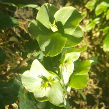 Helleborus