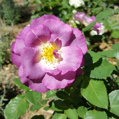 Rosa 'Blue For You' syn 'Pacific Dream'