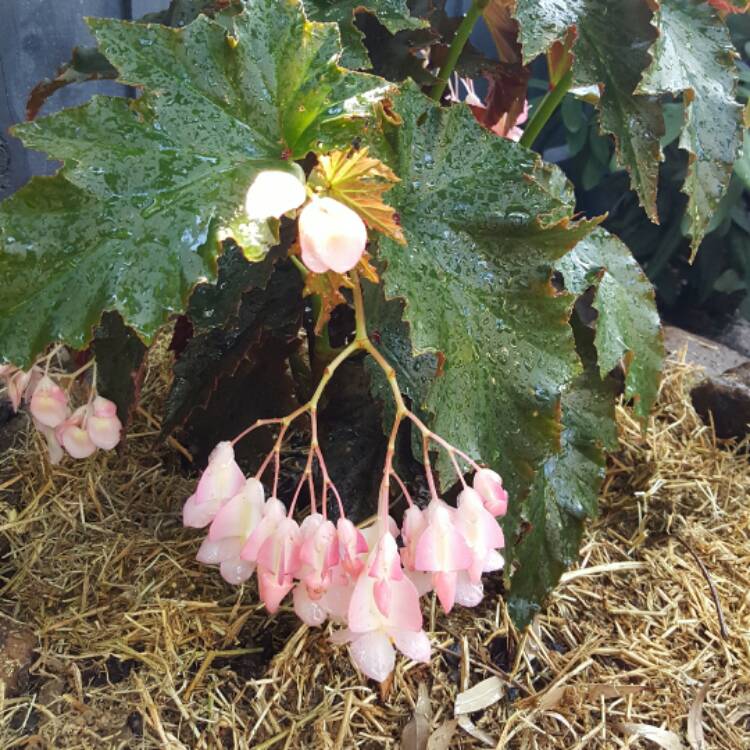 Plant image Begonia grandis subsp. evansiana