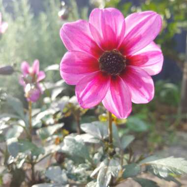 Dahlia