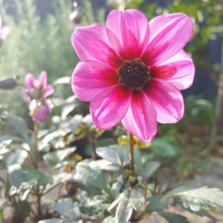 plant image 339831