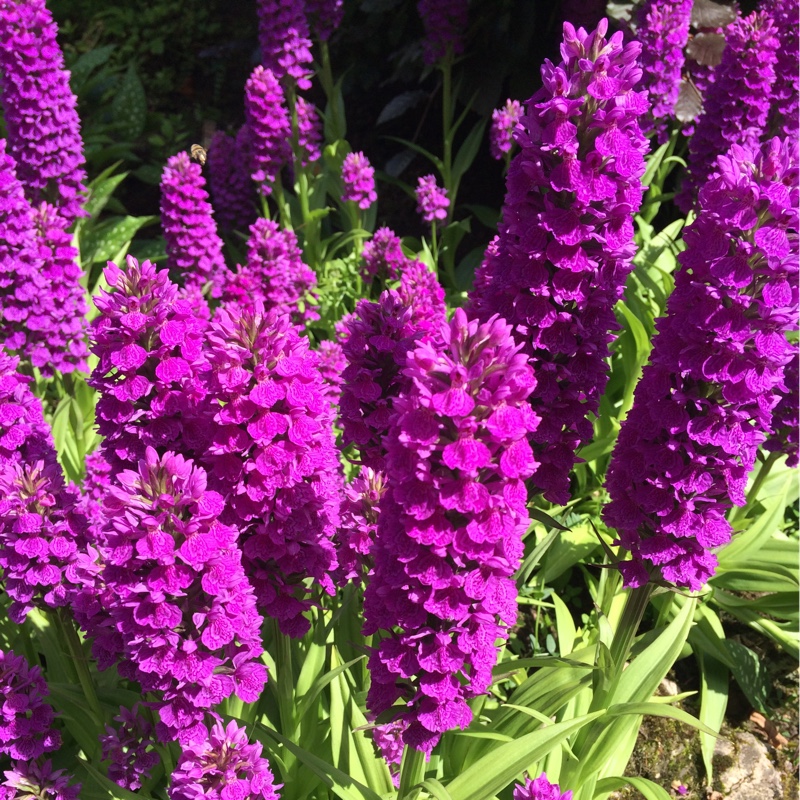 plant image 139329