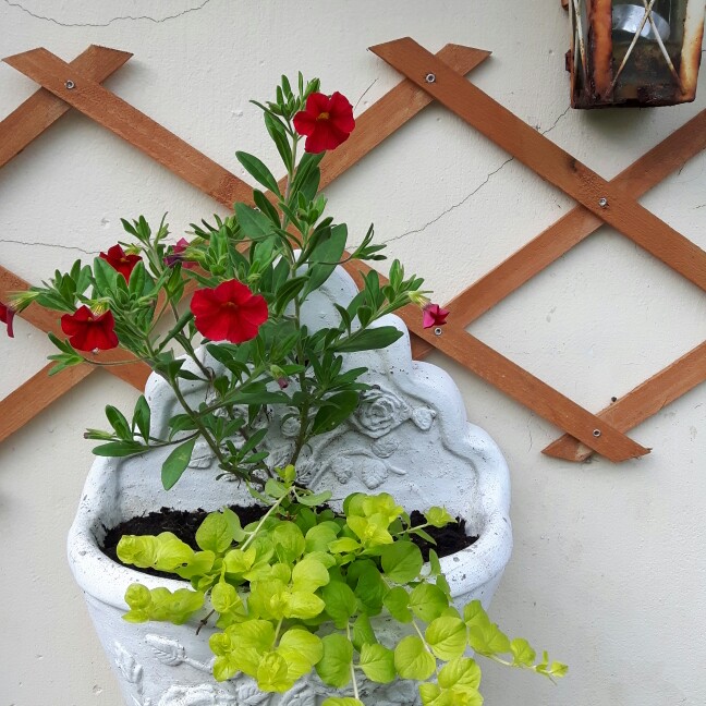 Celia's garden