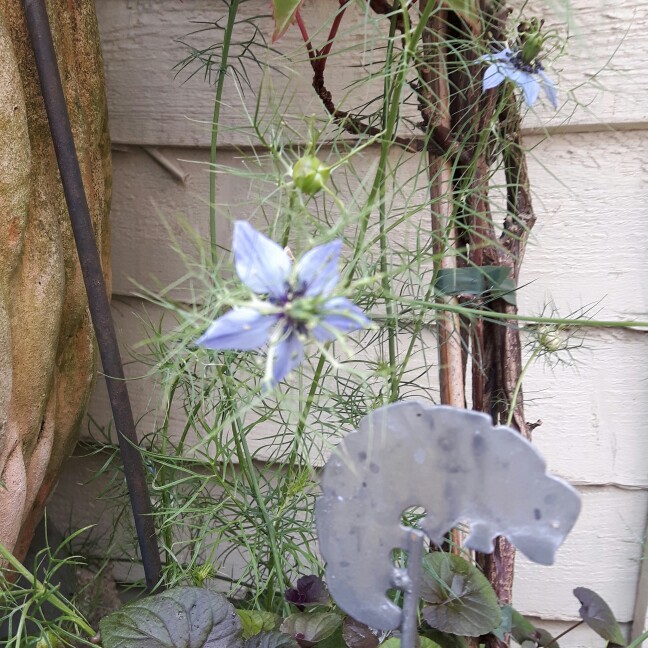 Celia's garden